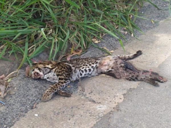 Filhote de Onça Pintada é atropelado e morre na SP-354 em Cajamar