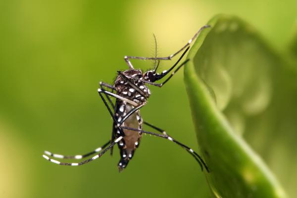 Volta das chuvas acende alerta sobre cuidados com o mosquito Aedes aegypti 