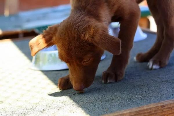 ONG Amora faz campanha para arrecadar ração para alimentar animais resgatados