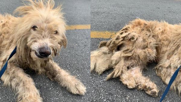 Cão com sinais de maus-tratos é resgatado pela ONG Amora Proteção Animal em Cajamar 