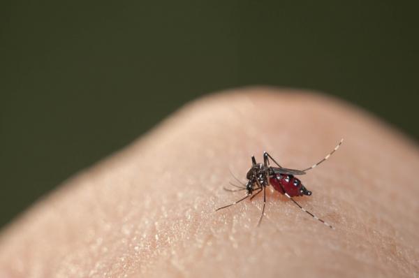 Cuidados com a prevenção da dengue devem ser mantidos no isolamento, alerta Saúde de Cajamar