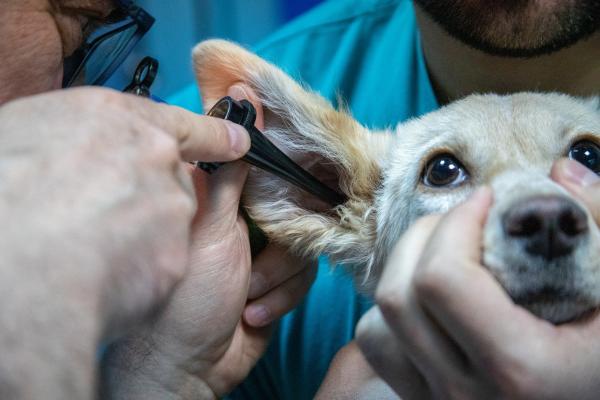 Governo de SP anuncia construção de hospitais veterinários em Barueri e Jundiaí