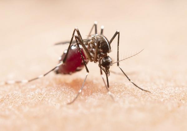 Cajamar intensifica ações de prevenção e controle contra a dengue