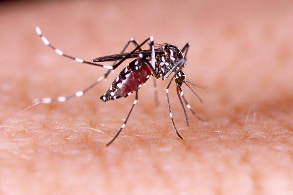 Cajamar participa da Semana de Mobilização contra o Aedes aegypti