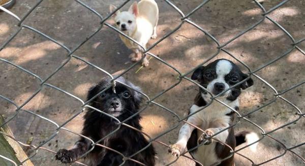 Polícia Civil resgata cachorros em situação de maus-tratos