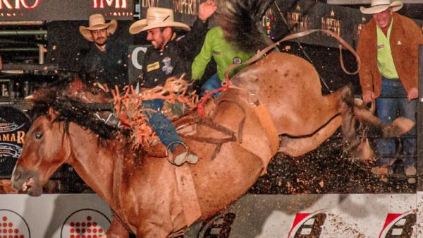 Rodeio: principais diferenças entre montar em touro ou cavalo