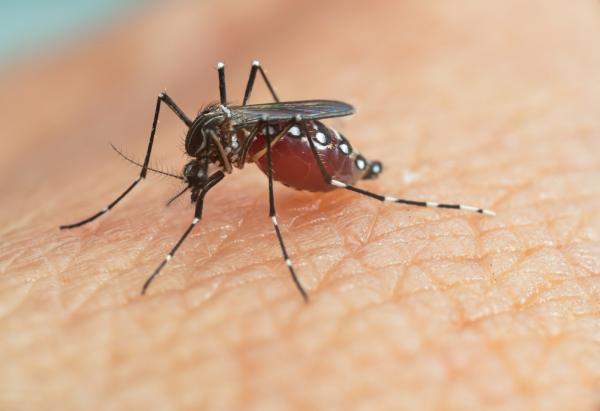 Prefeitura de Cajamar intensifica ações de combate ao Aedes Aegypti
