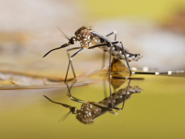 Cajamar registra 229 casos de dengue enquanto Franco da Rocha contabiliza mais de 1.287