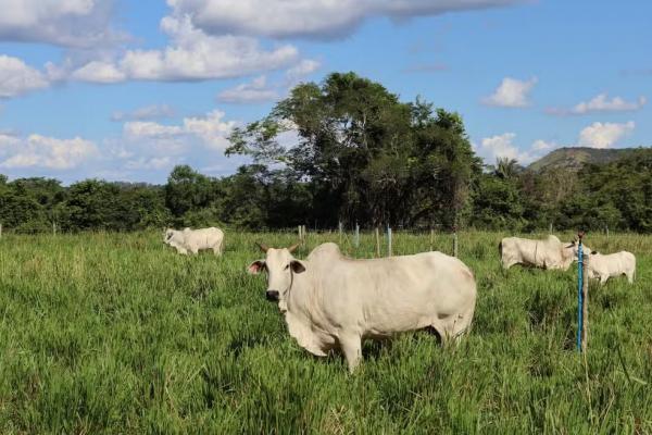 Conheça a rotina de Jade, vaca premiada de R$2 Milhões 