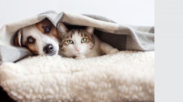  Saiba Como Lavar Corretamente a Cama de Cachorros e Gatos