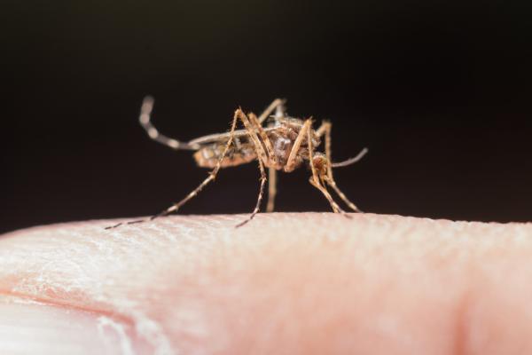 Mudanças climáticas podem ampliar surtos de dengue