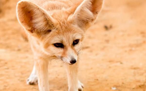 ZOOLÓGICO DE SÃO PAULO RECEBE RAPOSAS-DO-DESERTO