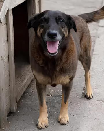 Caso do cachorro Orelha: Jovens investigados voltam dos EUA e têm pertences recolhidos 