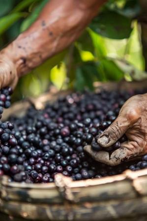 Da falência ao lucro verde: produtor transforma caroço de açaí em biofertilizante e fatura R$ 230 mil