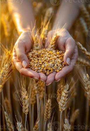 Guerra no Irã ameaça produção global de alimentos e pode afetar bilhões de refeições