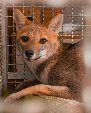 Raposa-do-campo ameaçada de extinção é resgatada em área urbana de Itu